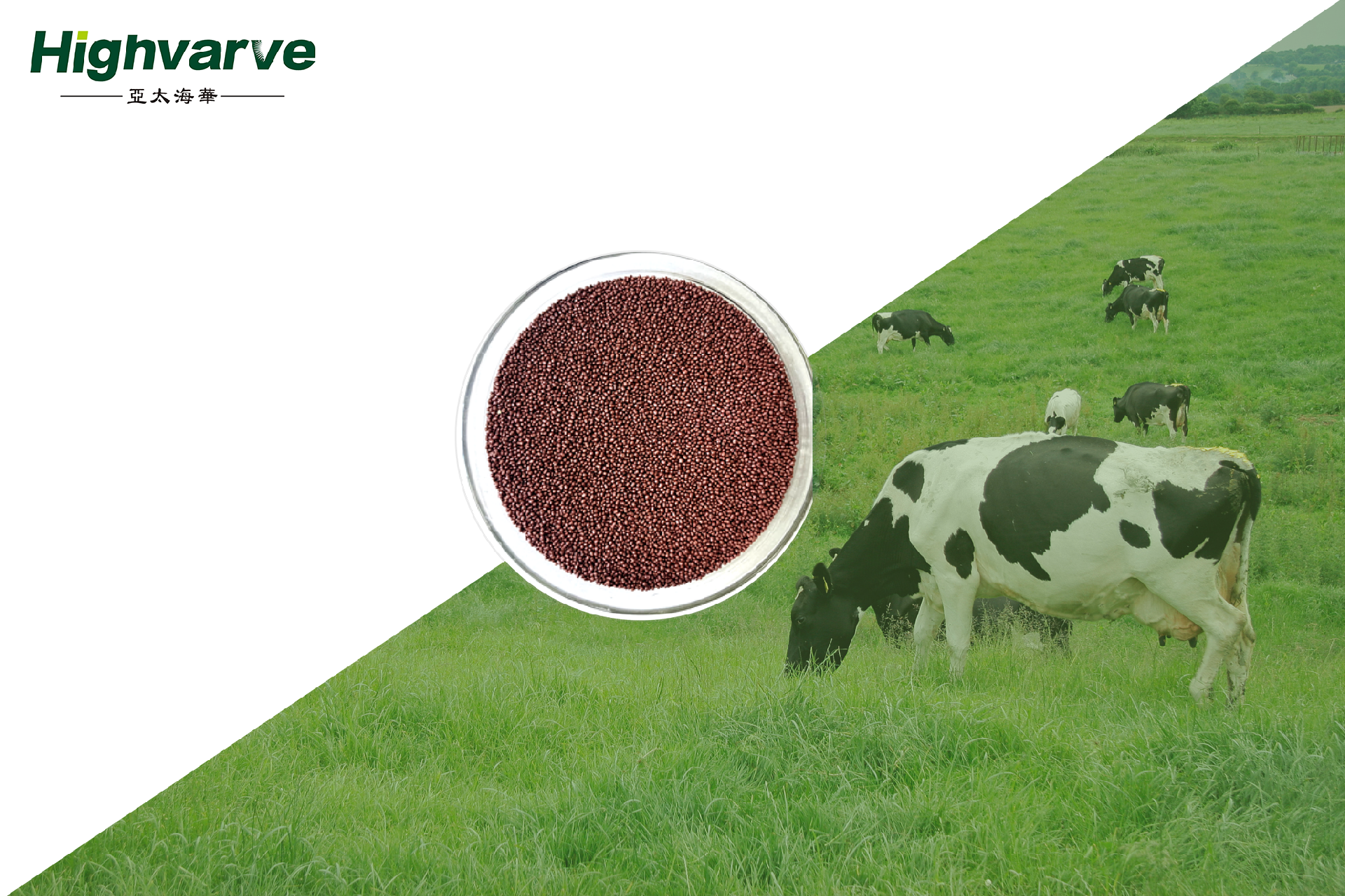 Black Gold Stone (Sodium Humate)