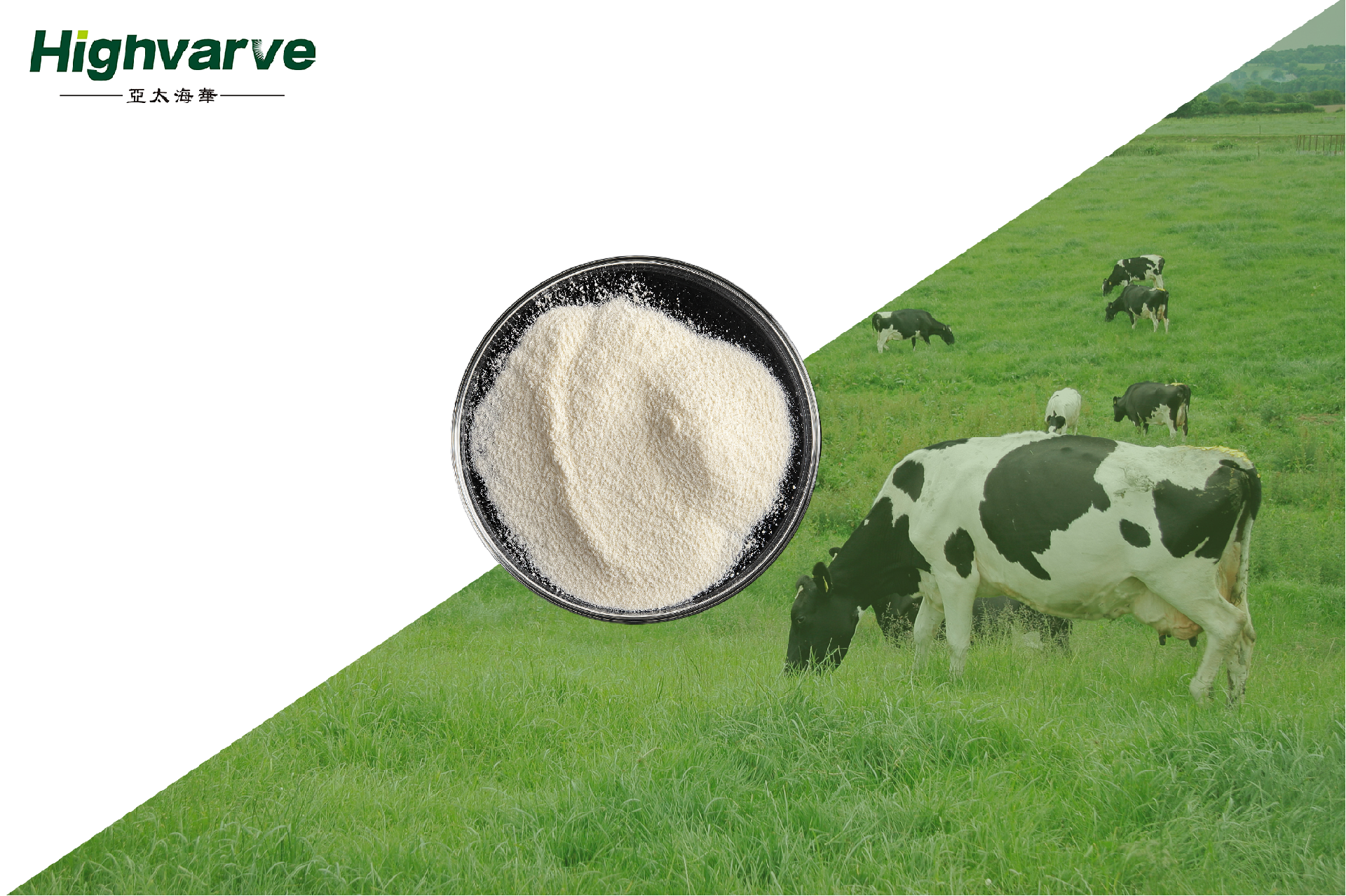 Mold Inhibitor