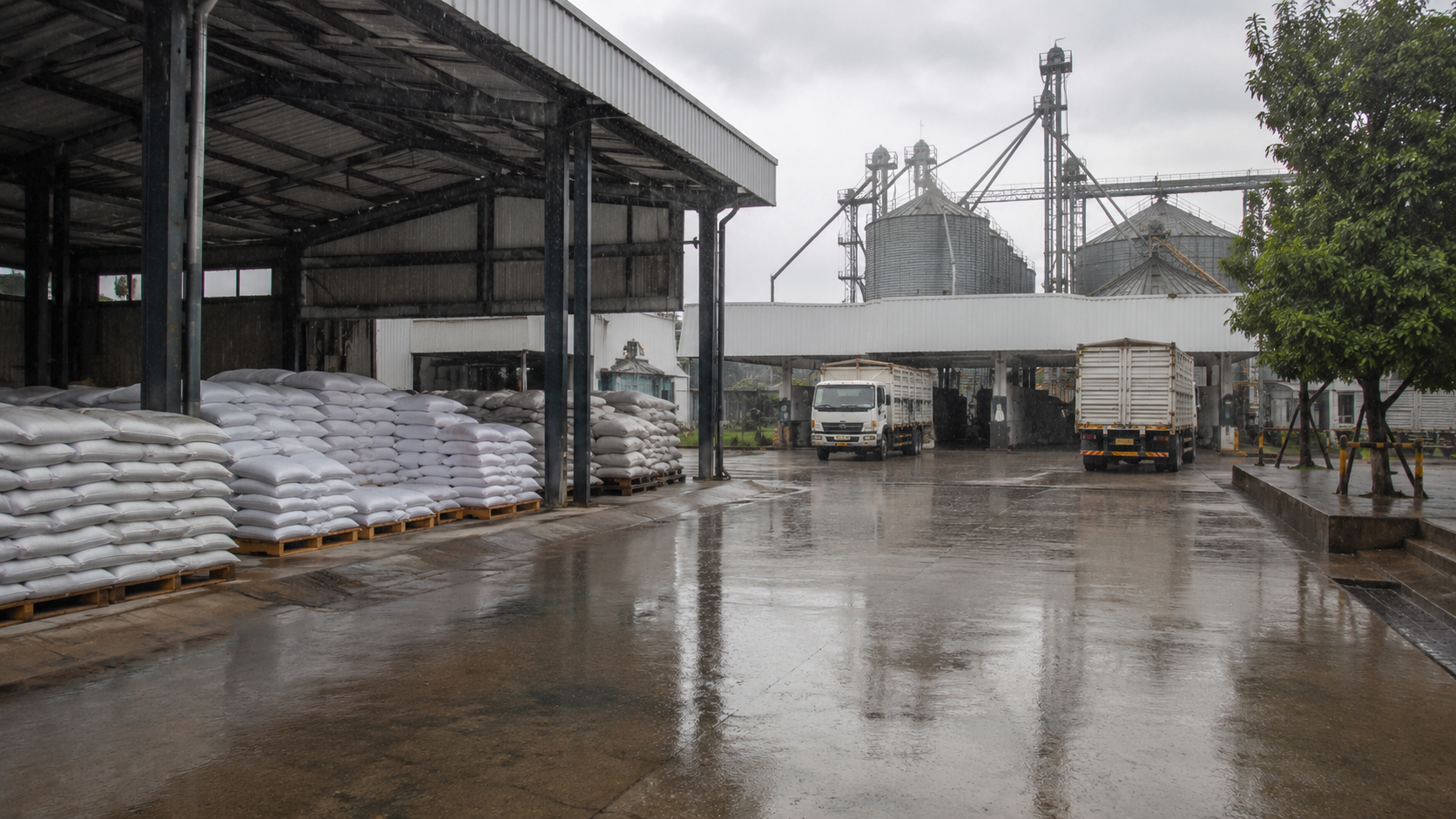 Heavy Rains Affect China’s Wheat Quality, Raising Attention to Feed Grain Supply and Imports